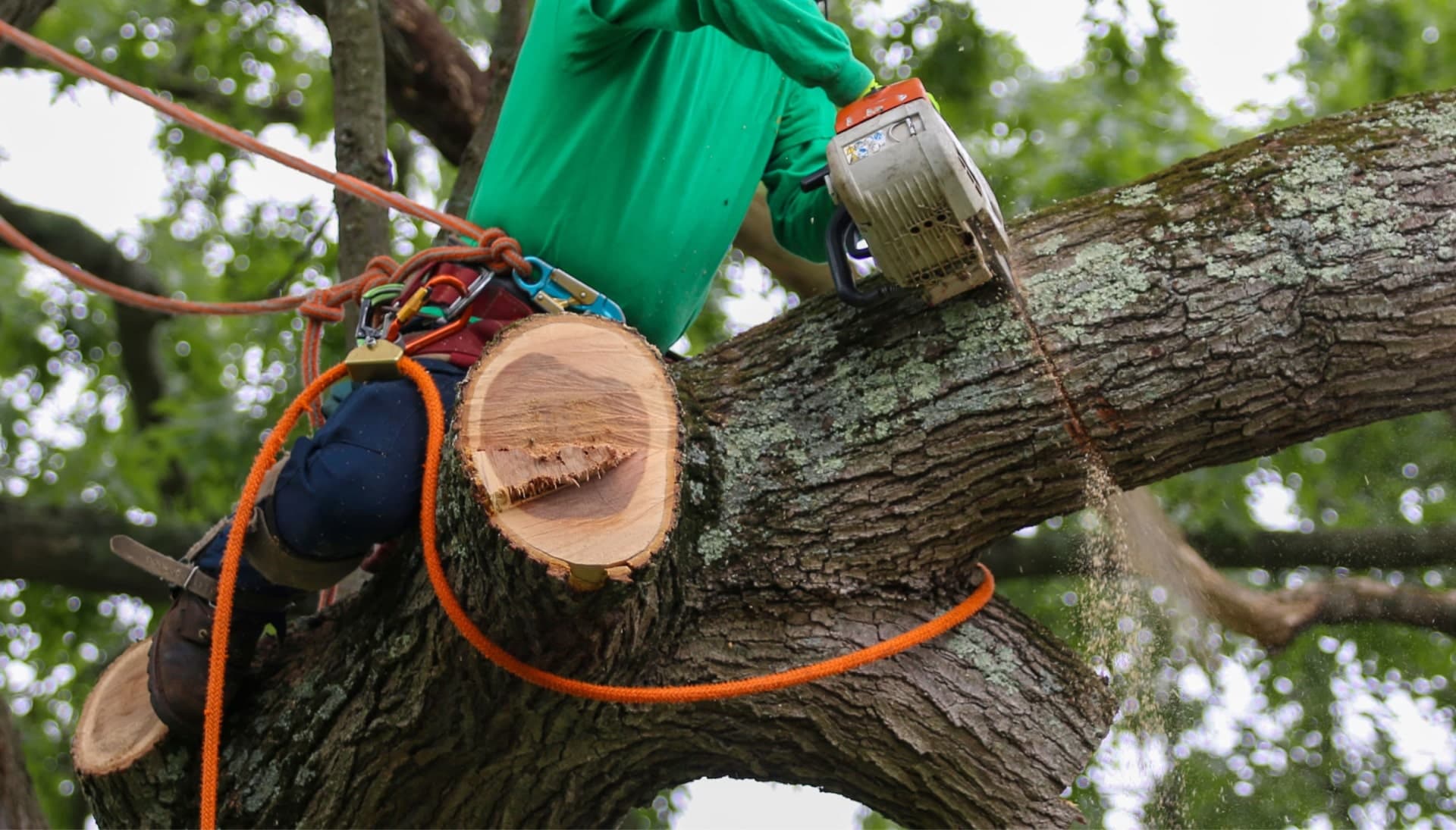 Relax with Pensacola best tree removal.