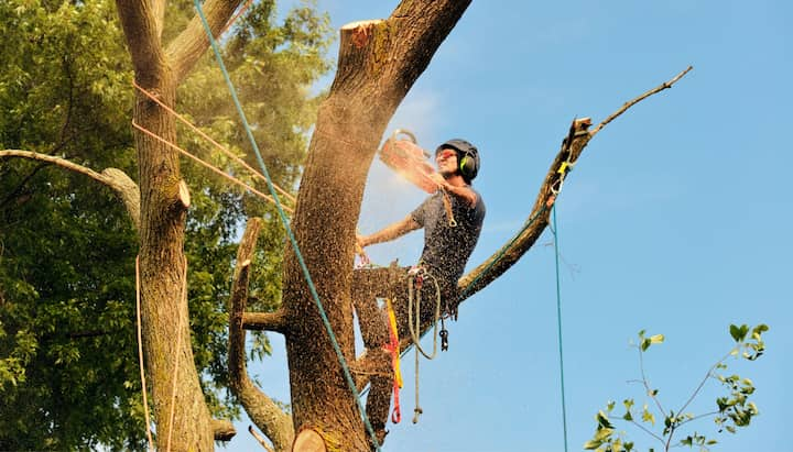 Pensacola tree removal experts solve tree issues.