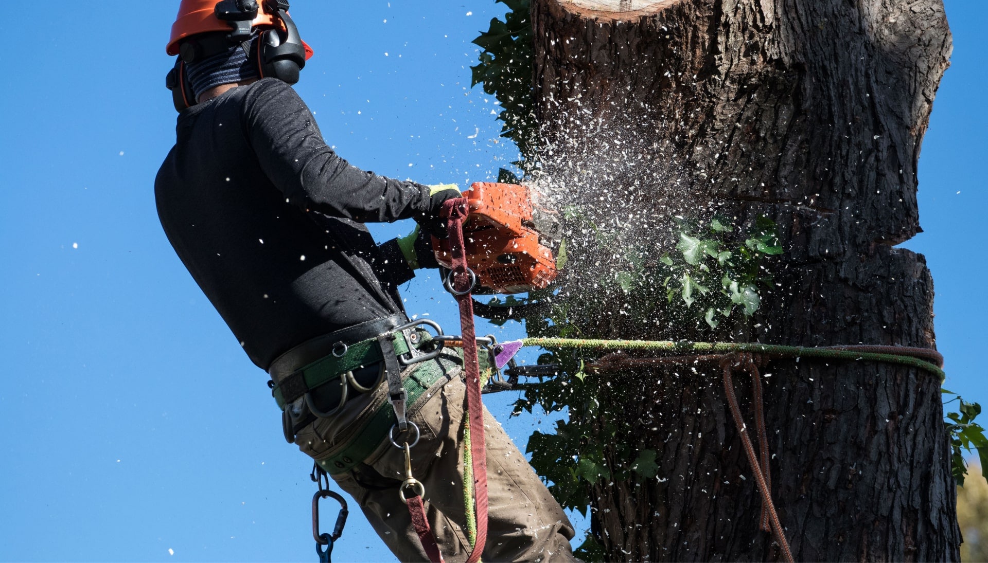 Professional Tree removal solutions in Pensacola